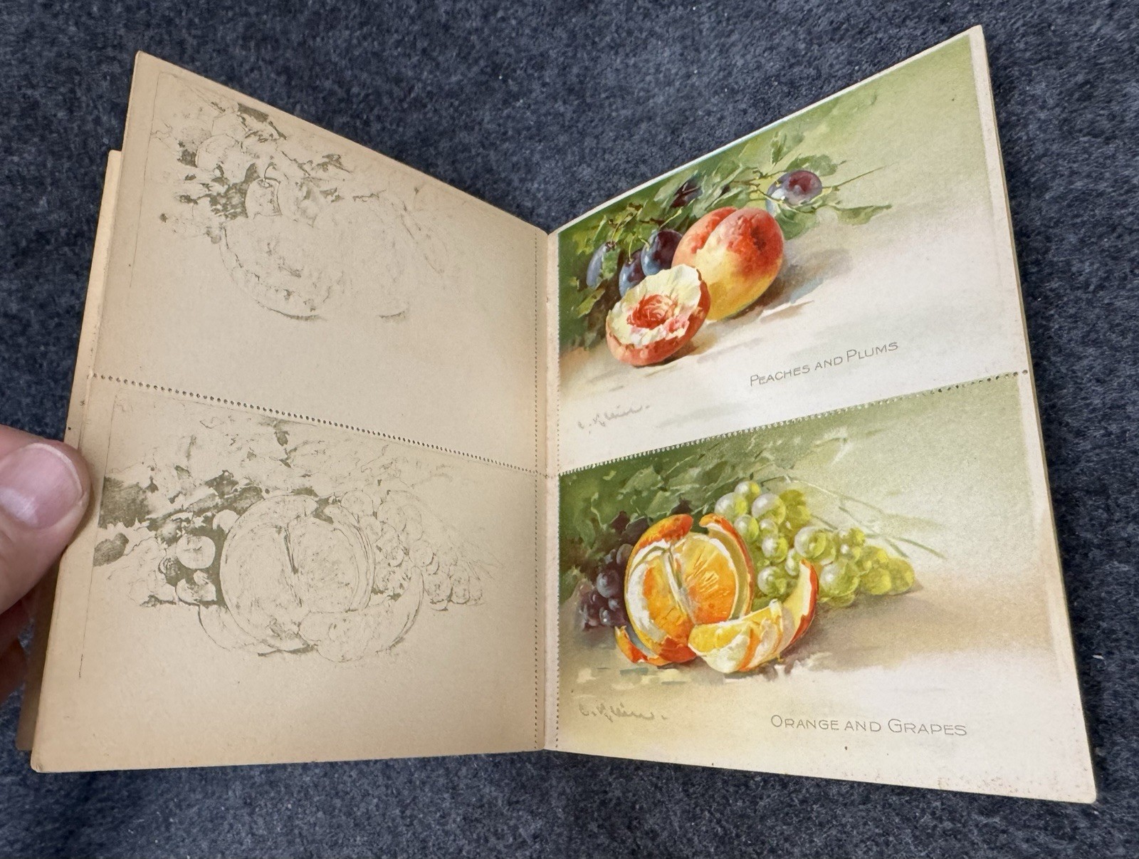 Flower And Fruit Postcard Painting Book ~ Tuck Antique 1920’s Complete Unused