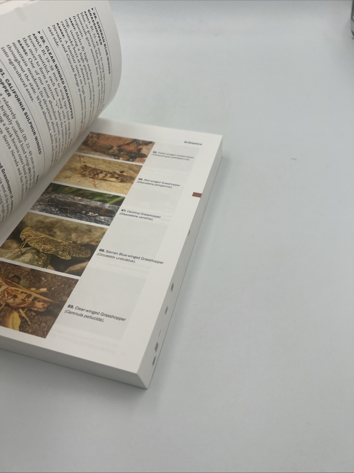 Field Guide to California Insects : Second Edition by Kip Will, Daniel Rubinoff,