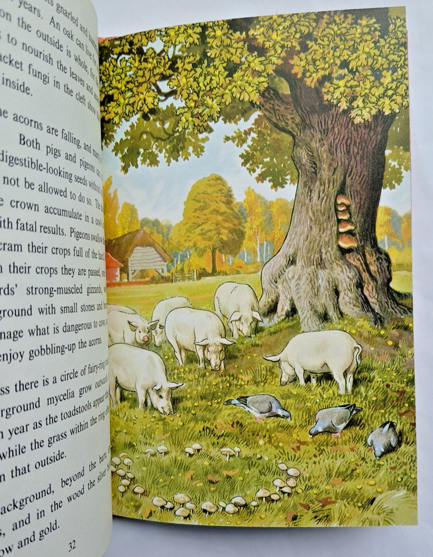 Ladybird What to look for in Autumn 1973, Vintage 4 Seasons Book, Gd+ condition