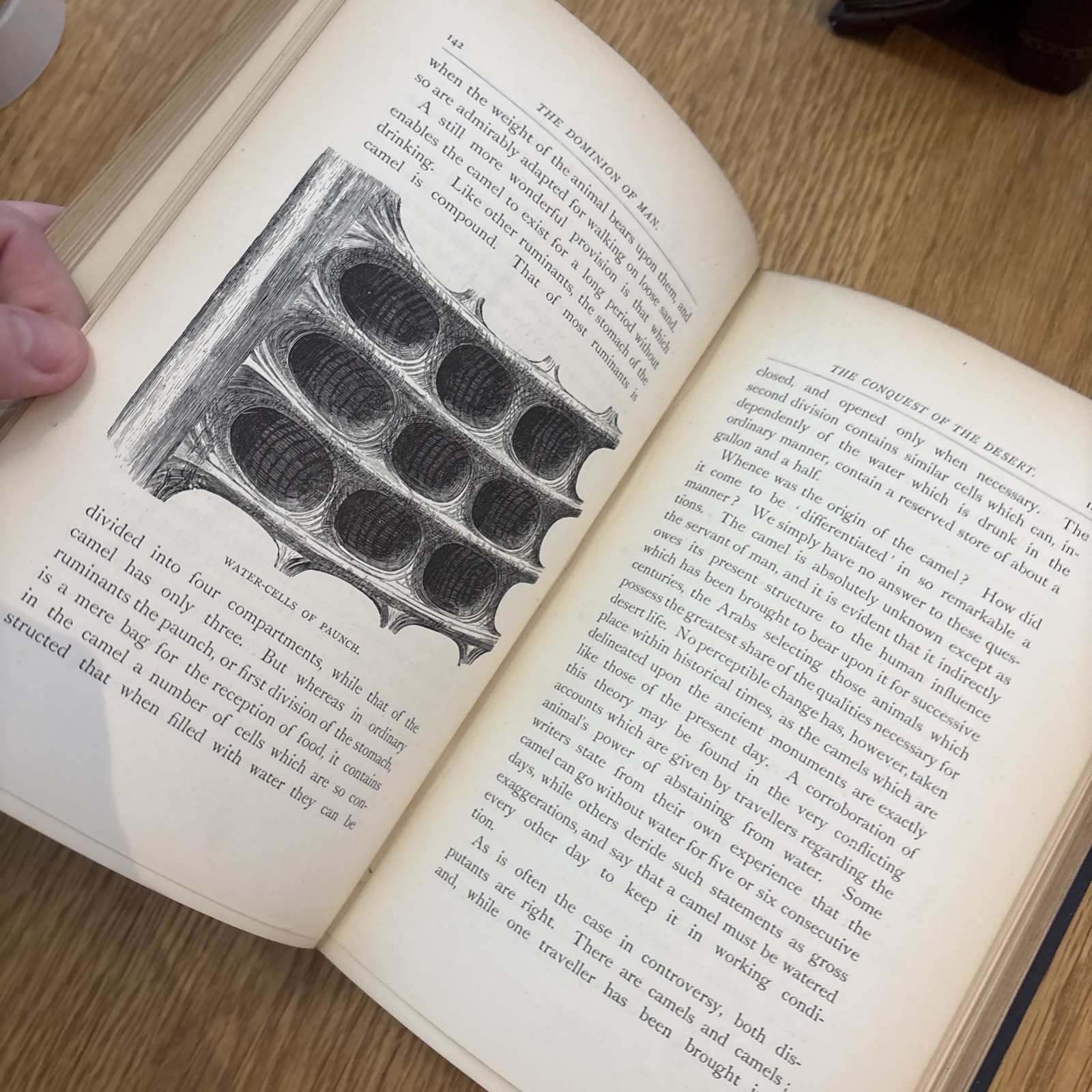 The Dominion of Man antique Hardcover 1889 by Rev J G Wood Bentley