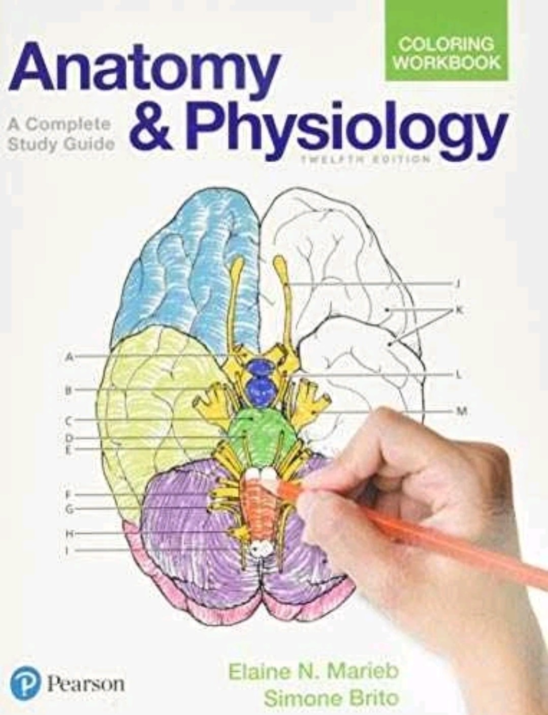 Anatomy and Physiology Coloring Workbook : A Complete Study Guide by Elaine…