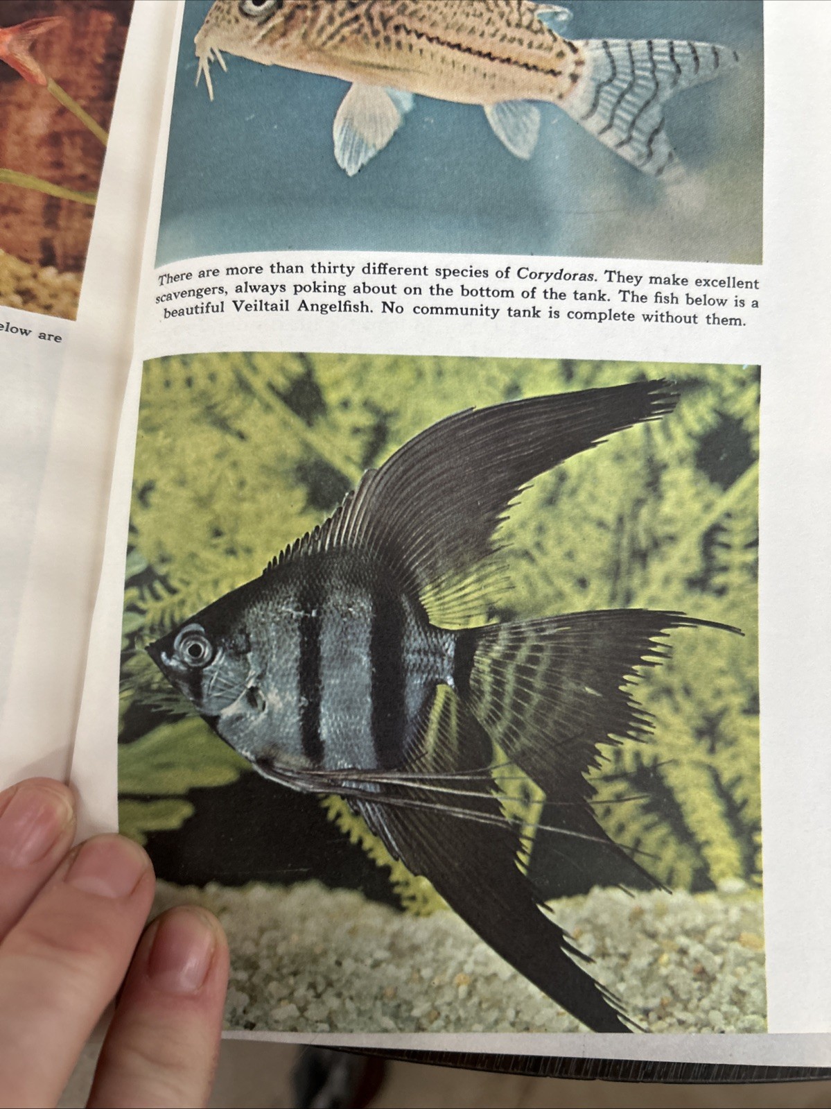 Extremely Rare 1966 Beginning With Tropicals Book- VG