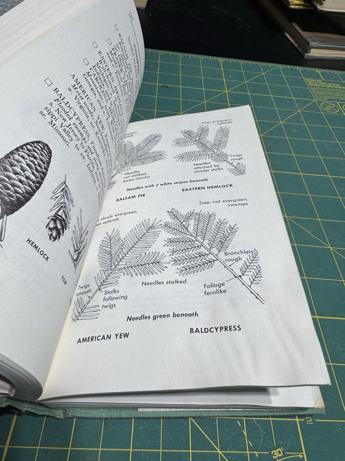 A Field Guide To Trees and Shrubs by George A. Petrides, 1958 Hardcover 1st Ed.
