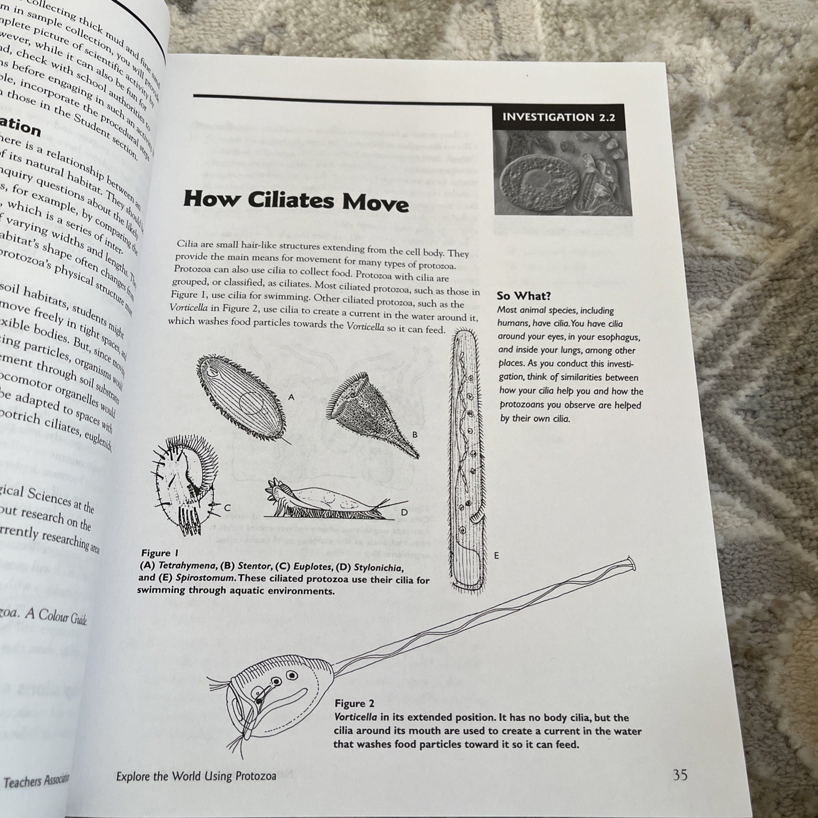Explore the World Using Protozoa Paperback