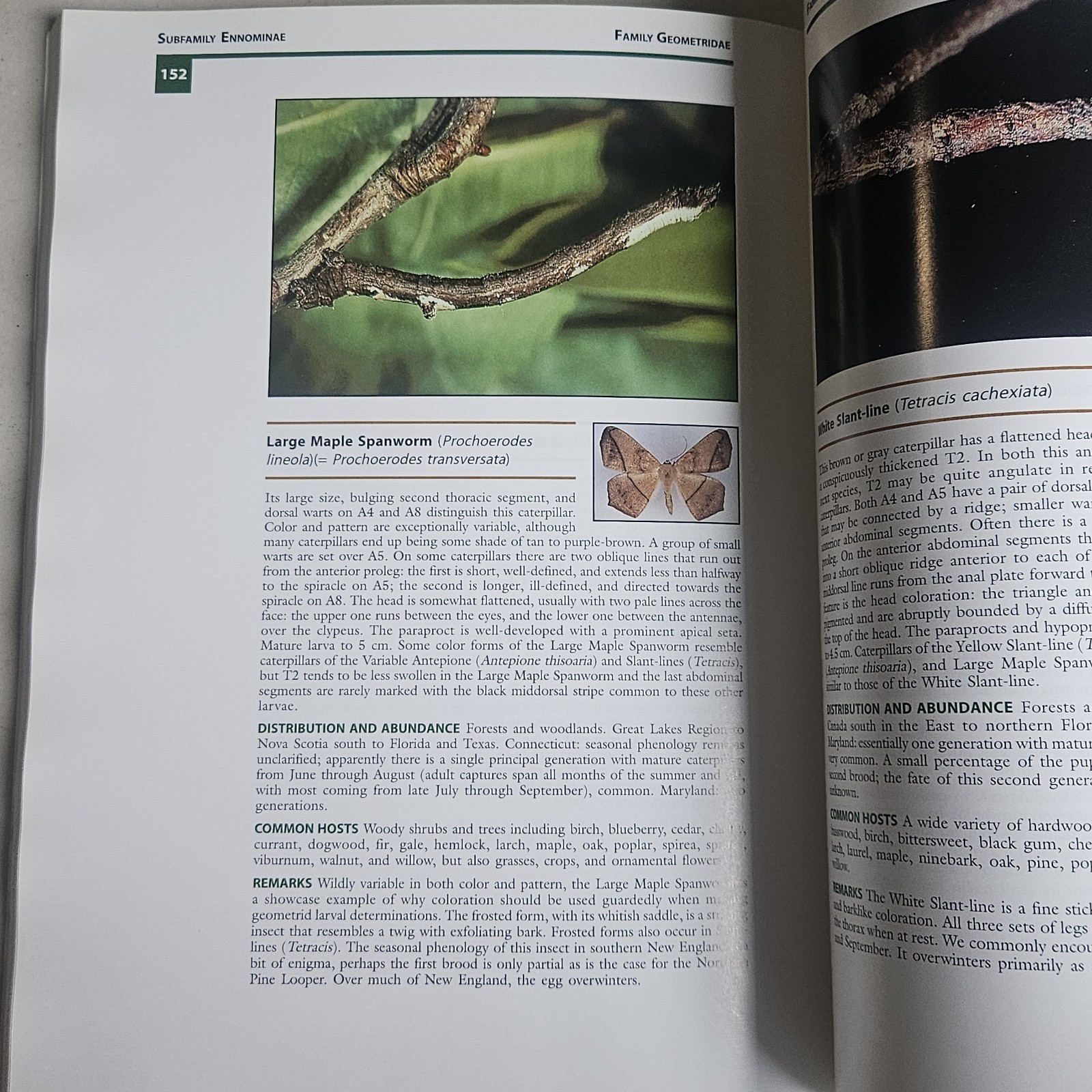 USDA Forest Servic PB Book Geometroid Caterpillars Of Northeastern & Appalachian