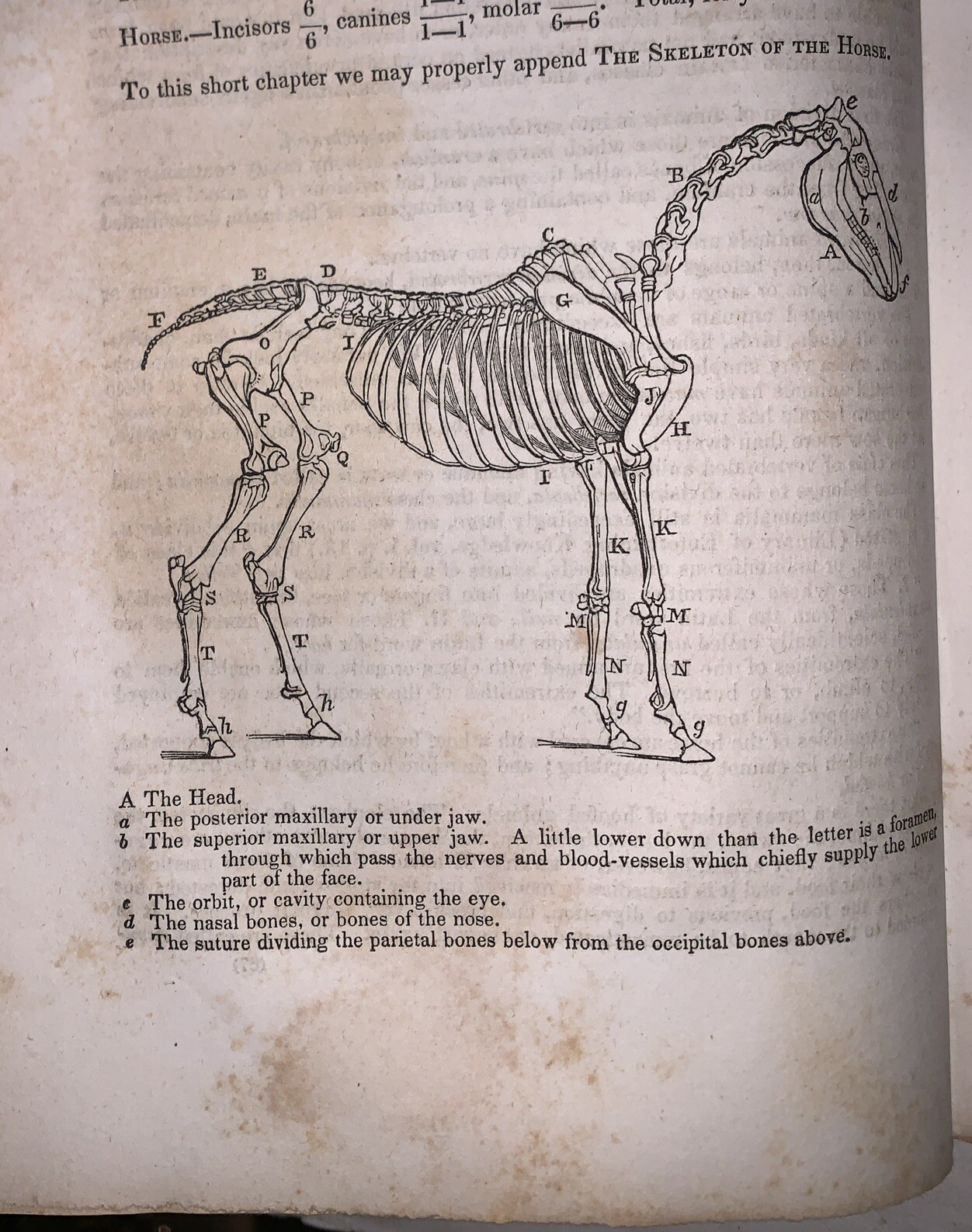 1843, THE HORSE, by WILLIAM YOUATT, EQUESTRIAN, HORSES, IMPORTANT PA PROVENANCE