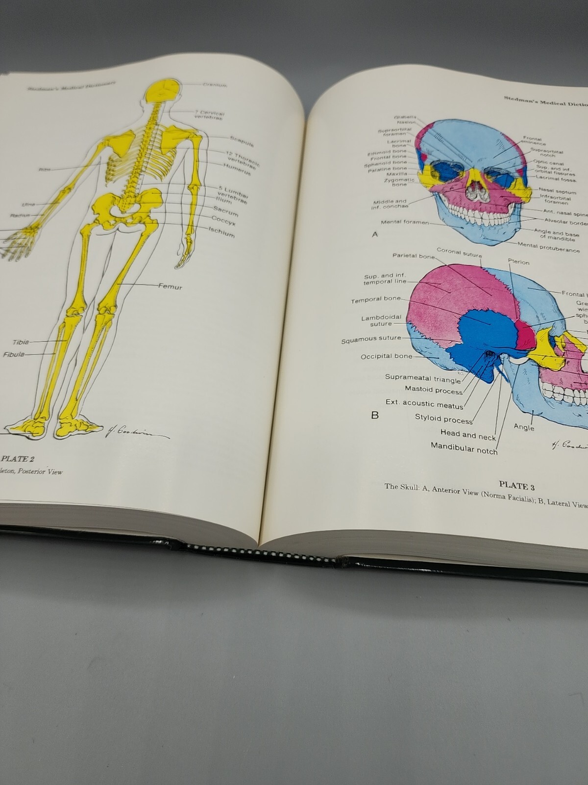 Stedman’s Medical Dictionary 25th Edition Illustrated Hardbound 1,784 Pages