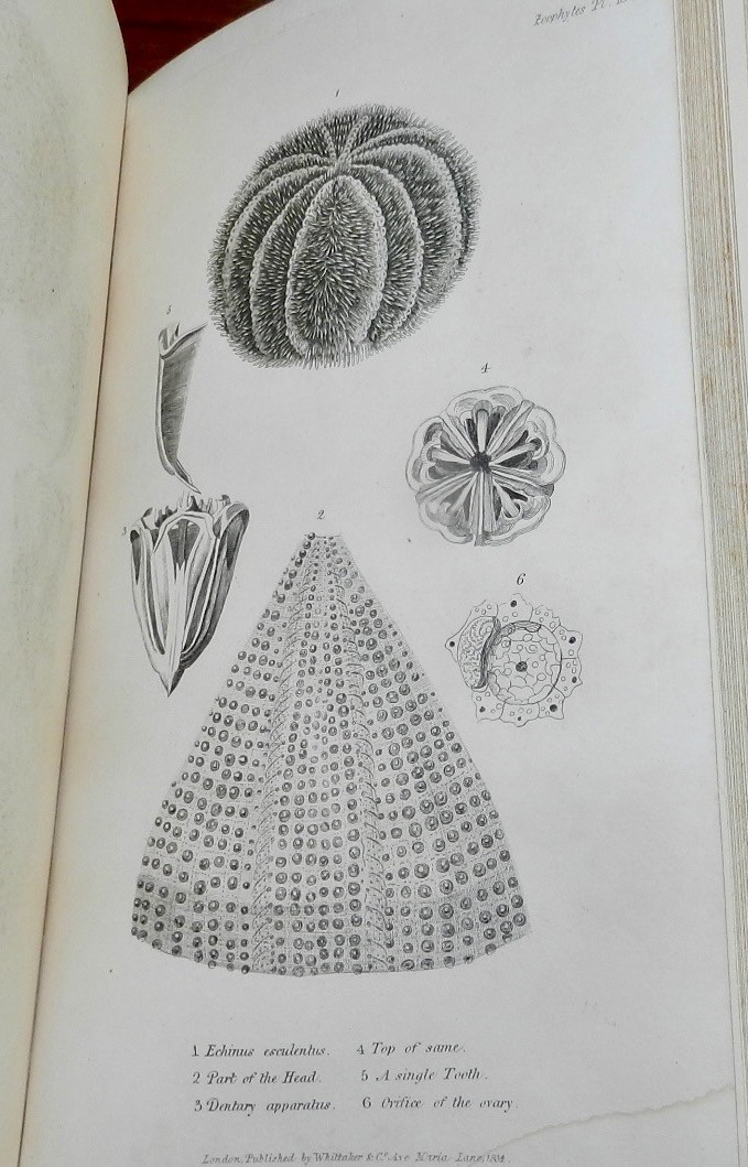 1834 Cuvier / Griffith Animal Kingdom MOLLUSCA & RADIATA 60 Wonderful Plates 1s