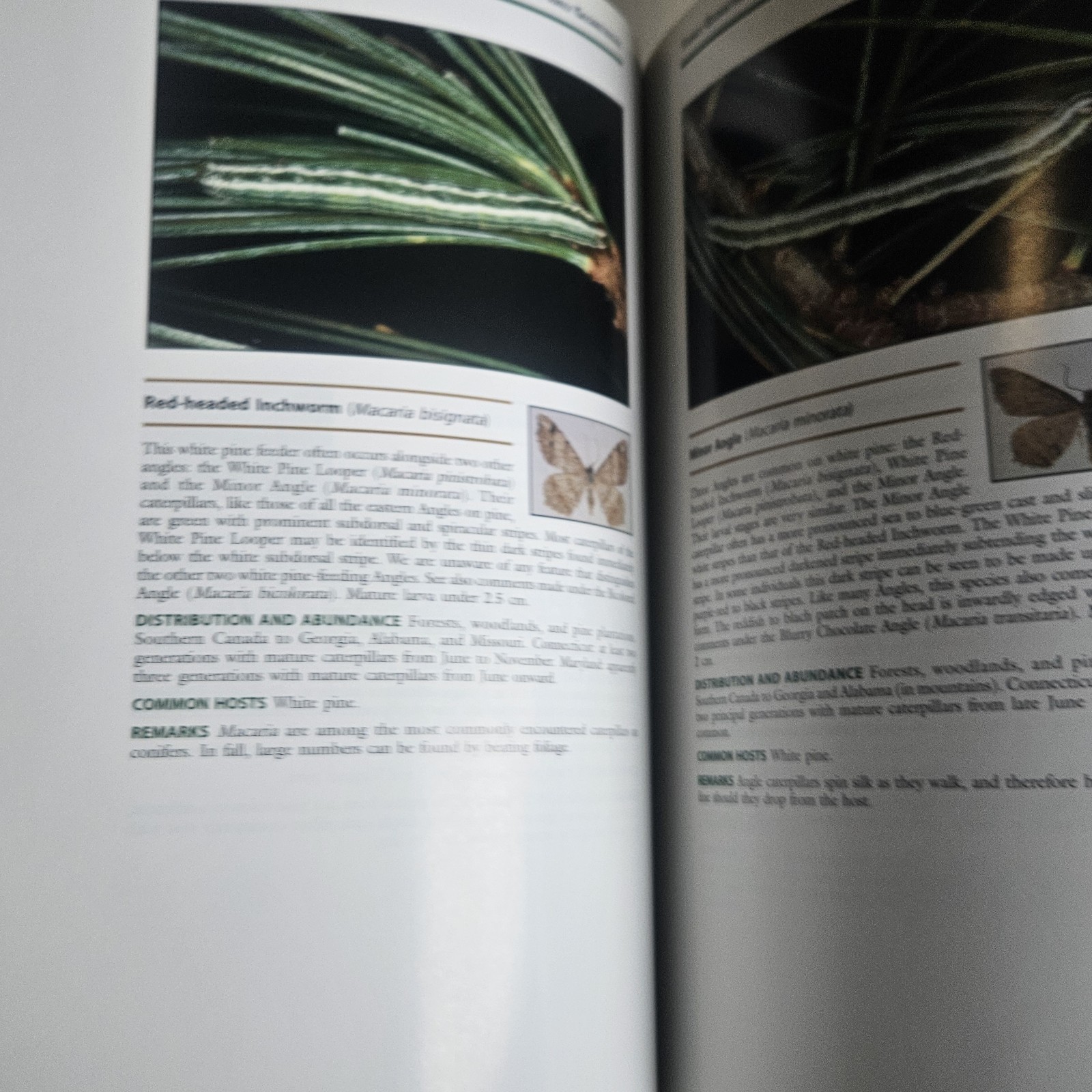 USDA Forest Servic PB Book Geometroid Caterpillars Of Northeastern & Appalachian